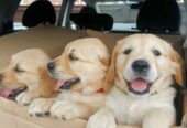Adorable Golden Retriever Puppies for Sale