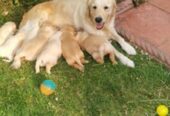 Adorable Golden Retriever Puppies for Sale